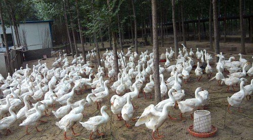 湖北魚(yú)飼料廠家